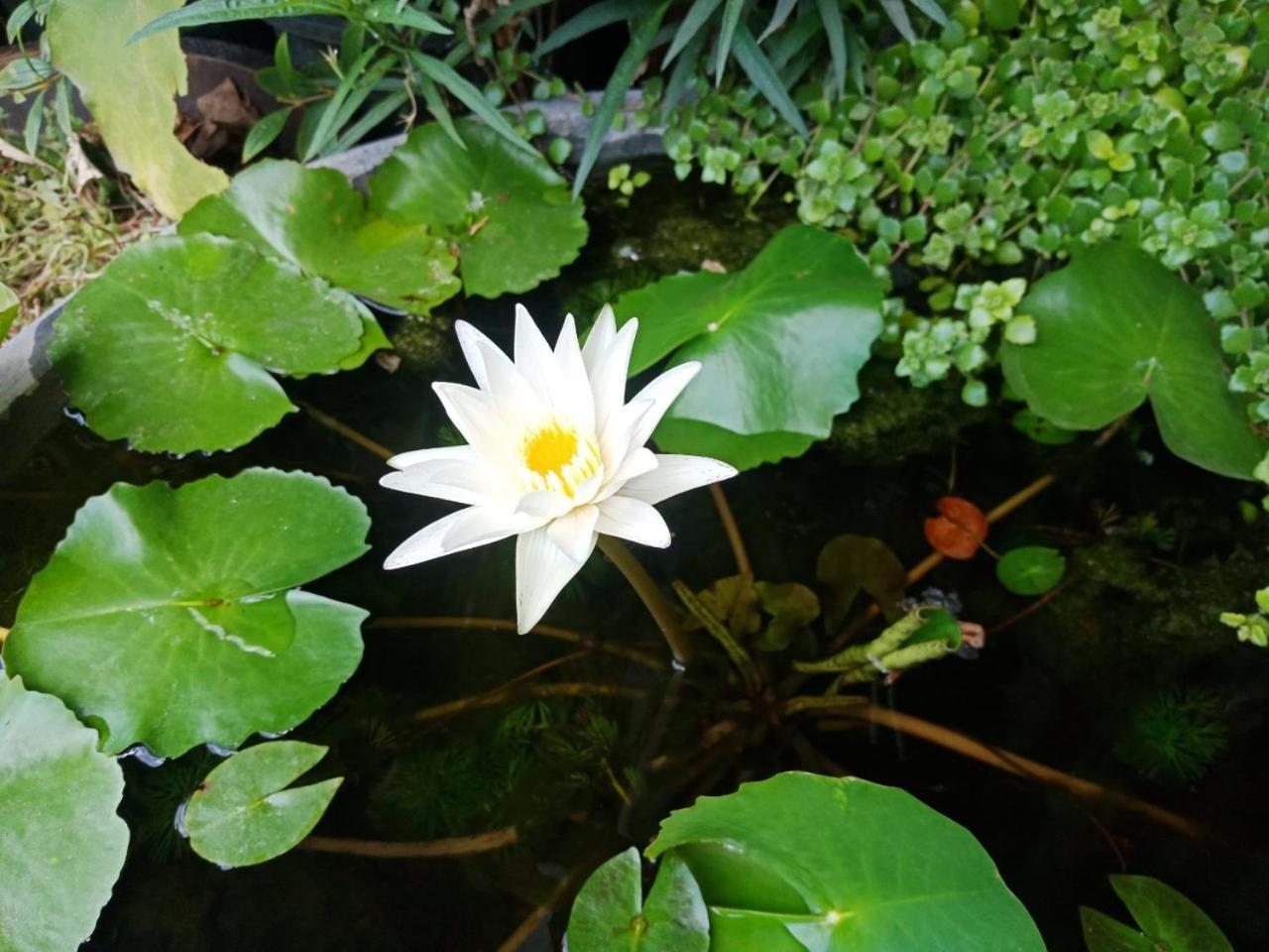 A Lanna Boutique House Hotel Chiang Mai Buitenkant foto